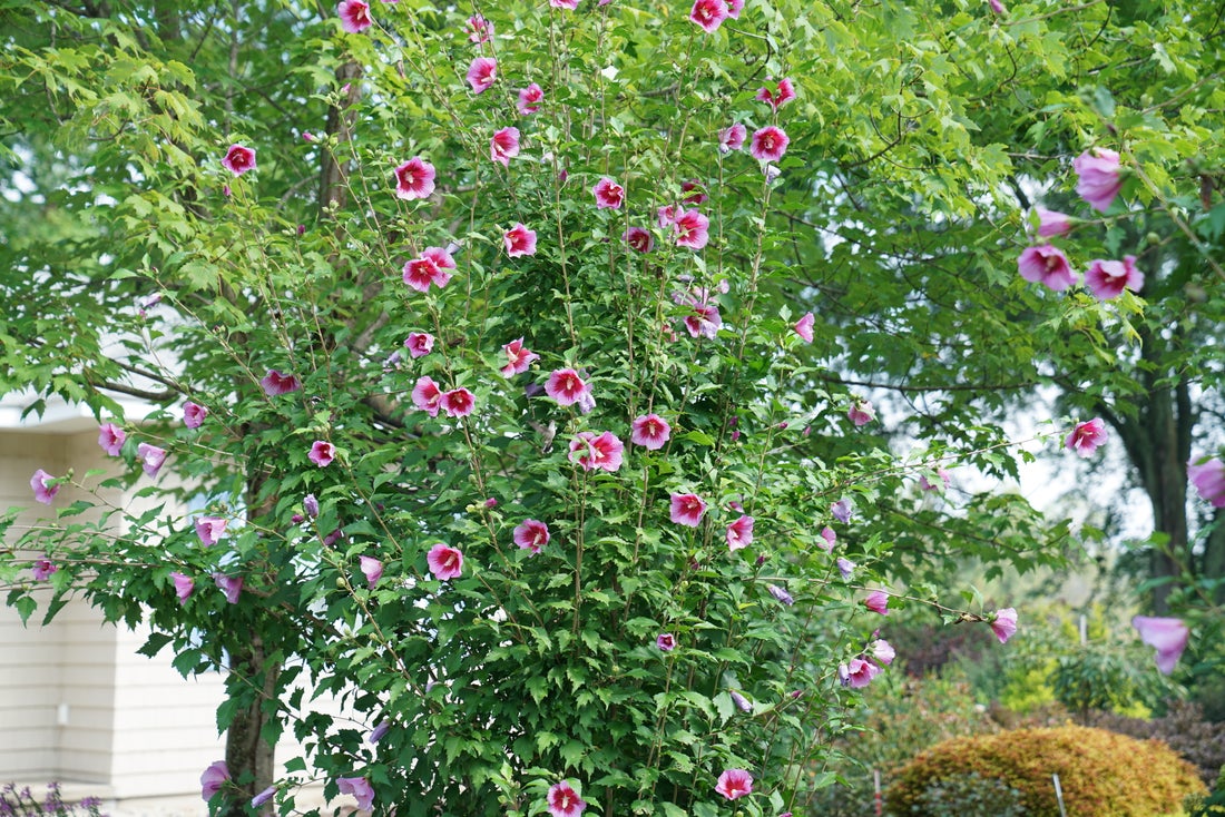 Purple Pillar® Rose of Sharon Hibiscus PW - 2 Gallon