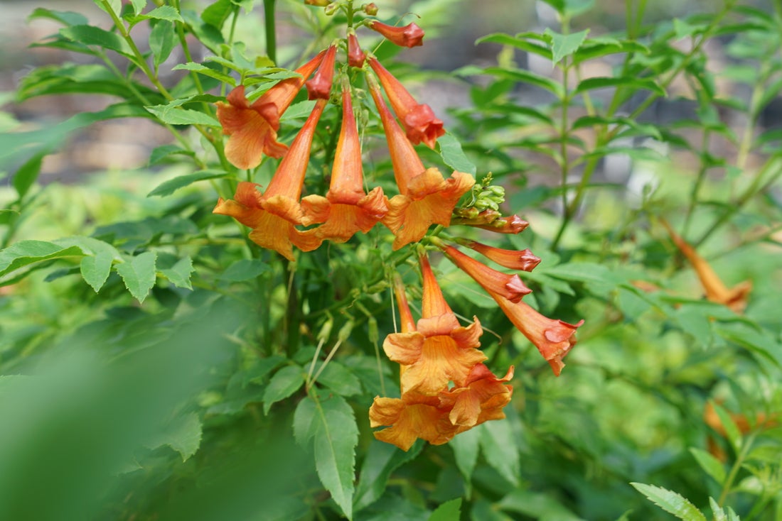 CHICKLET® Orange - Trumpet Bush (Esperanza) PW - 2 Gallon