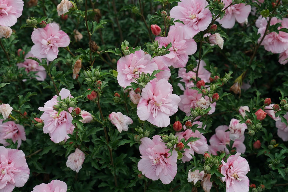 Pink Chiffon® Rose of Sharon Hibiscus PW - 2 Gallon