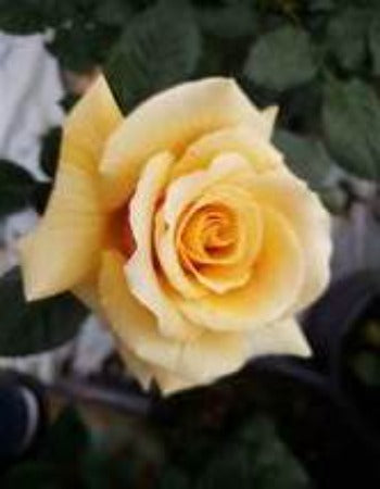 St. Tropez™ - Rosa My Bouquet® Fragrant Hybrid Tea Rose  - 2 Gallon
