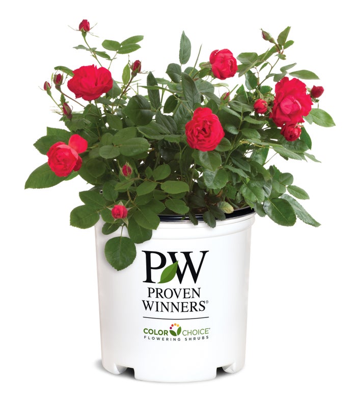 Oso Easy Double Red® Rose PW - 2 Gallon