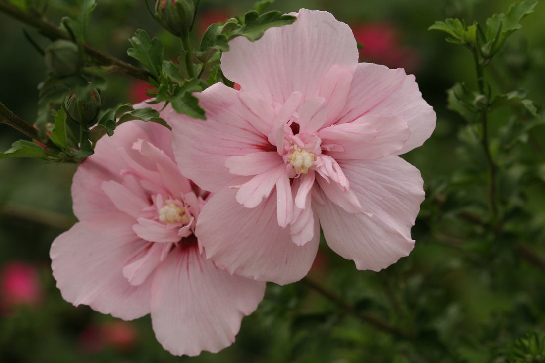 Pink Chiffon® Rose of Sharon Hibiscus PW - 2 Gallon