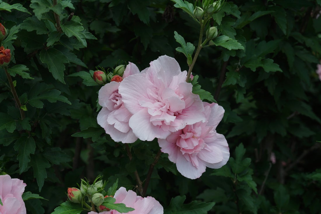 Pink Chiffon® Rose of Sharon Hibiscus PW - 2 Gallon