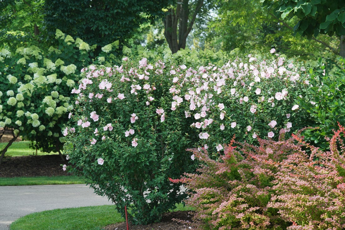 Pink Chiffon® Rose of Sharon Hibiscus PW - 2 Gallon