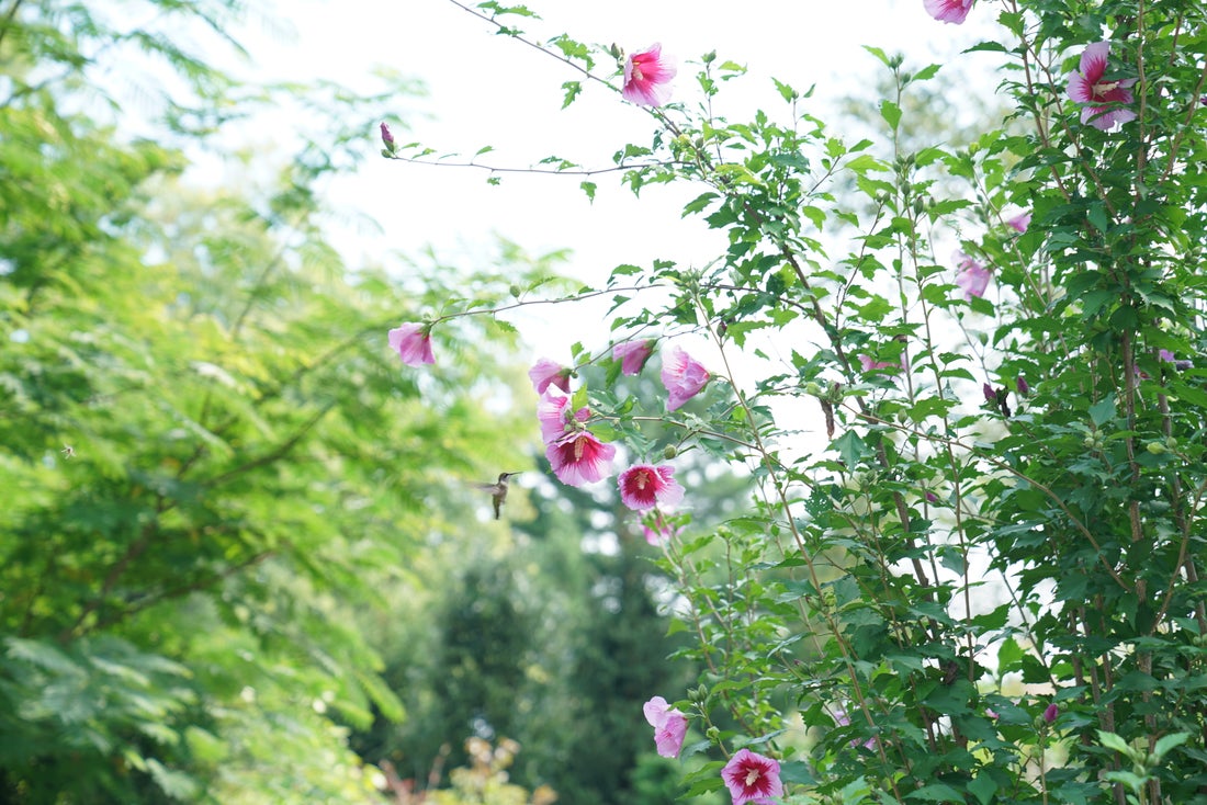 Purple Pillar® Rose of Sharon Hibiscus PW - 2 Gallon